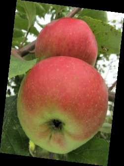 Belle-Fleur de Brabant