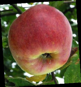 Belle-Fleur de France