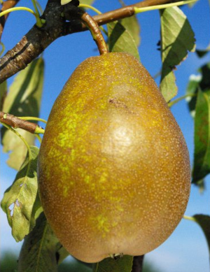 Bronzée d’Enghien