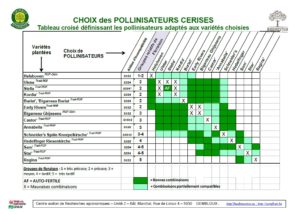 Choix des pollinisateurs cerises
