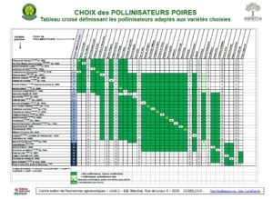 Choix des pollinisateurs poires