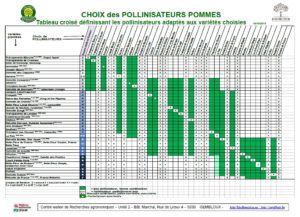 Choix des pollinisateurs pommes