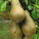 conference