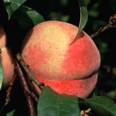 Fertile de Septembre