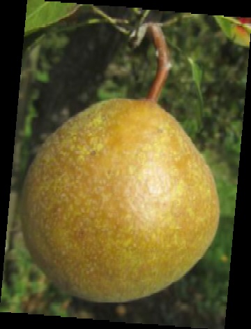 Poire de Gros