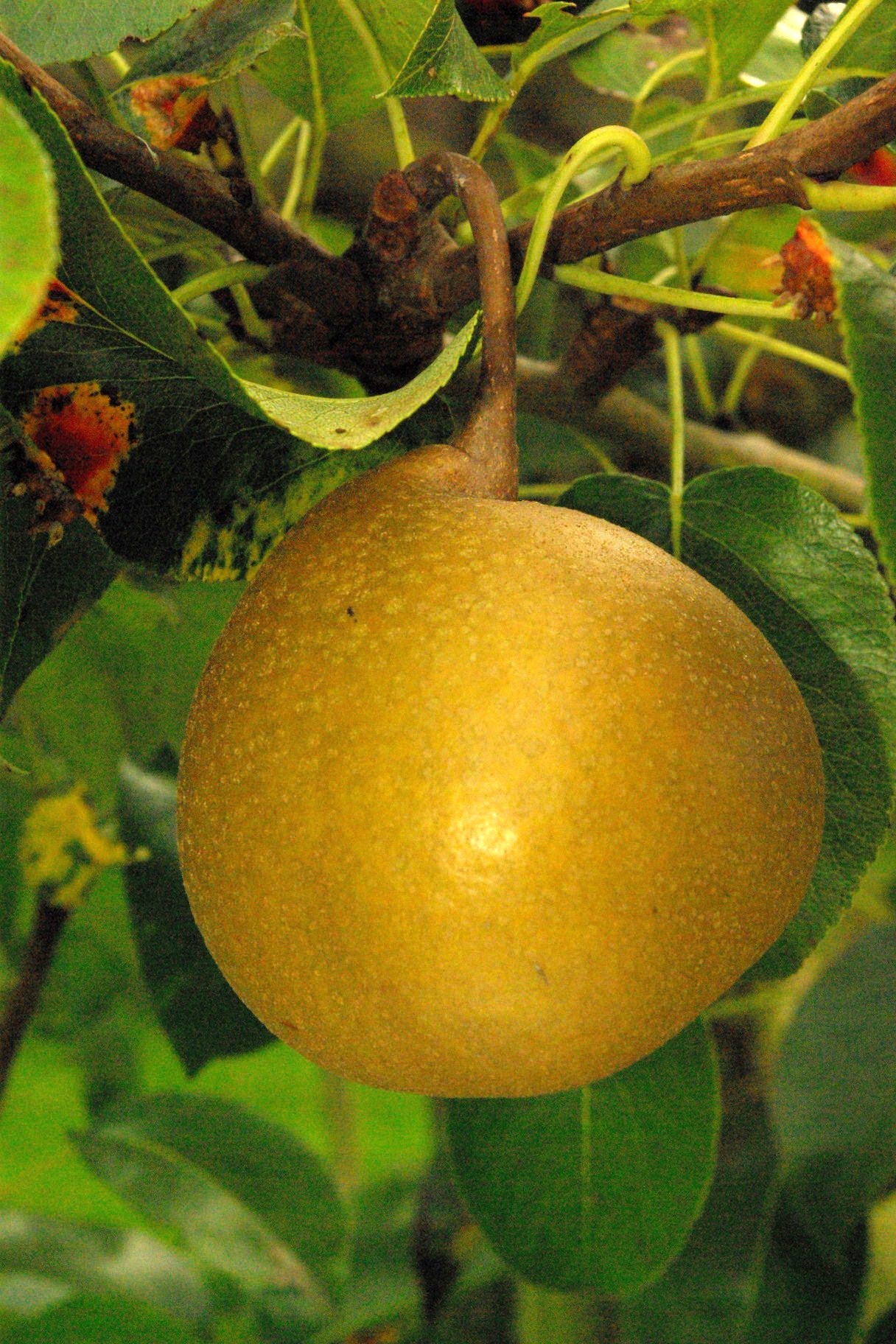 poire-de-notre-dame