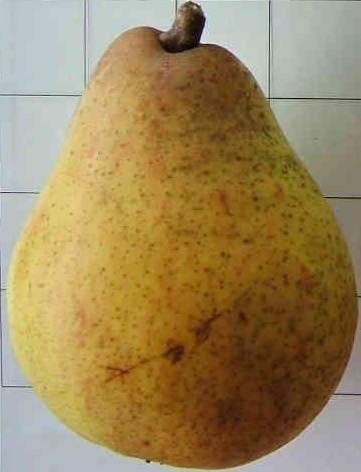 Précoce de Trévoux