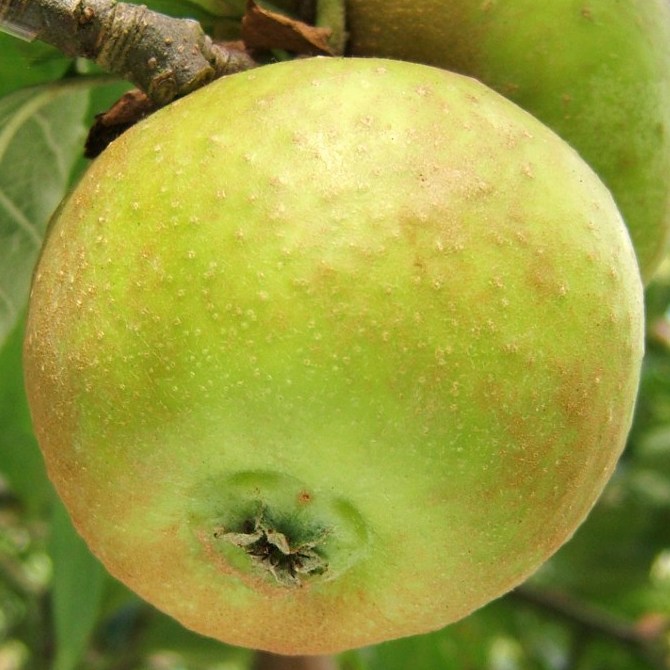 Reinette de France