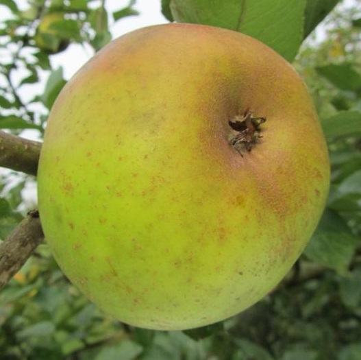 Reinette du Canada Blanc