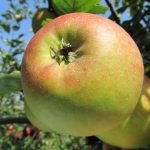 reinette_de_blenheim3