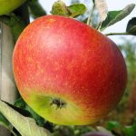 reinette_de_waleffe_3