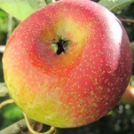 court-pendu-rose