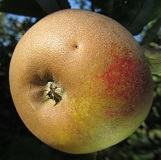 gris-braibant