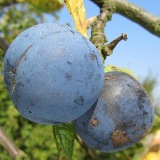 prune-de-prince