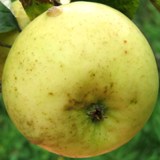 reinette-evagil