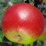 reinette-hernaut