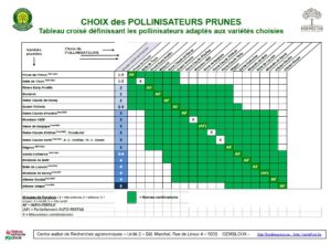 Choix des pollinisateurs prunes